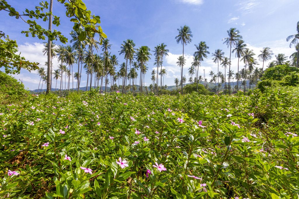 Exclusive Beachfront Land for Sale in Koh Lanta