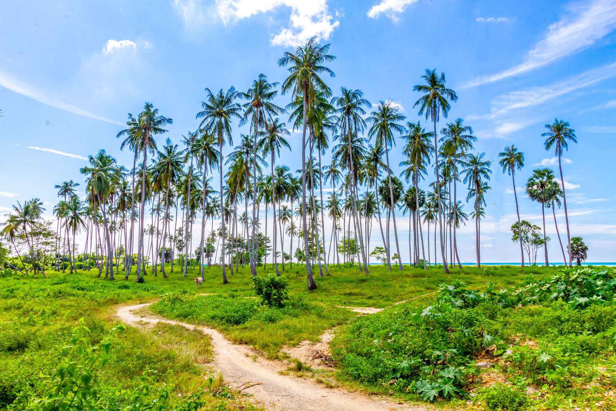 Beachfront Land for sale 13 Rai Koh Lanta - Lanta land and house