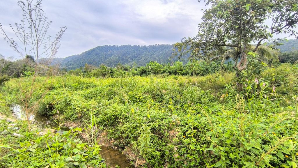 Flat Land Mountain View for Sale Koh Lanta - Panpurie Realestate