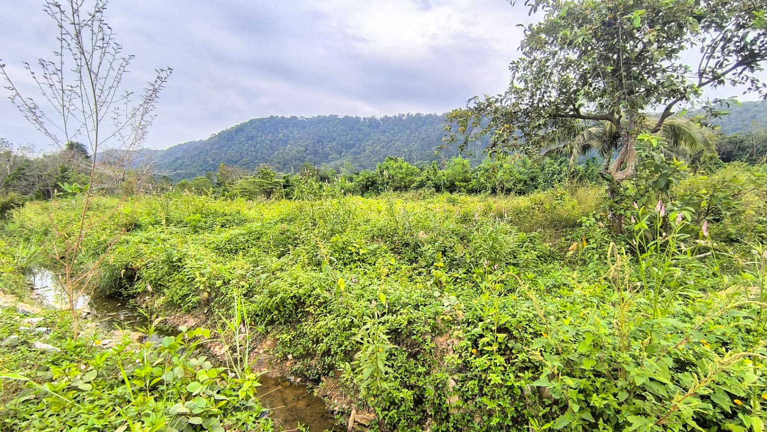 Mountain View Land for Sale - Flat Land Mountain View for Sale Koh Lanta - Panpurie Realestate